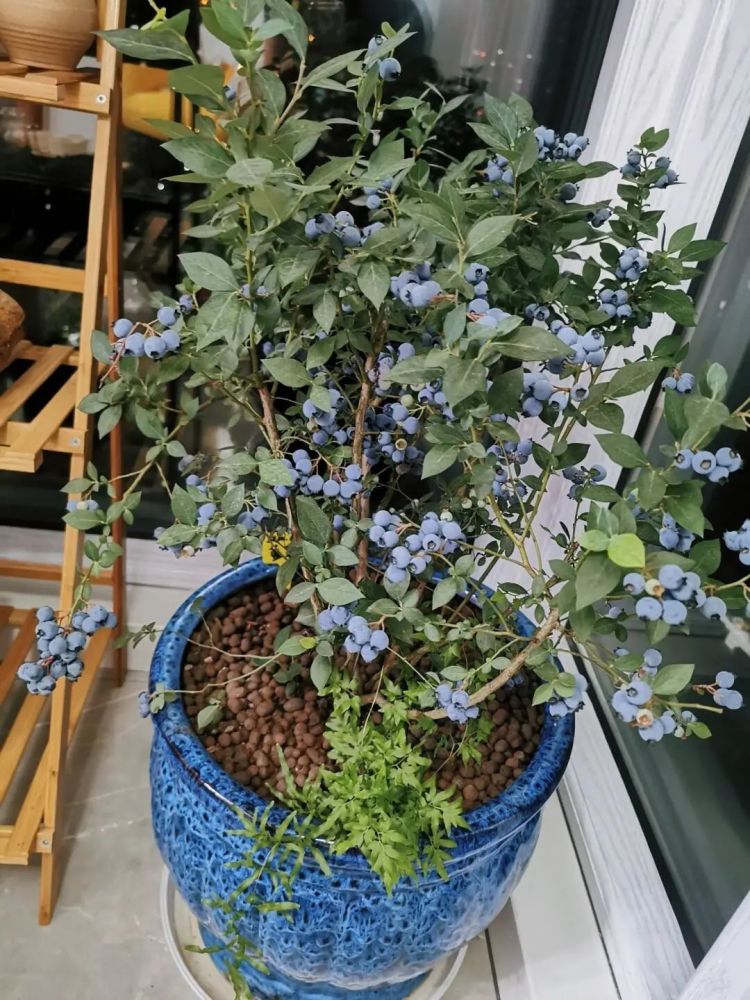 阳台盆栽蓝莓怎么授粉