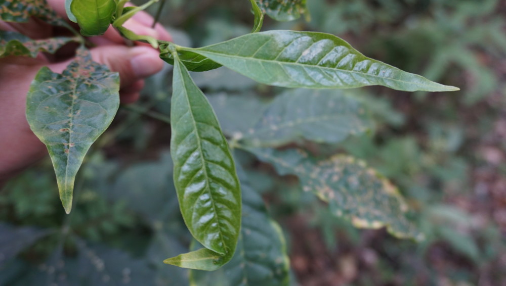 三叉苦,又叫三椏苦,三丫苦,雞骨樹等,是芸香科吳茱萸屬的常綠小喬木.