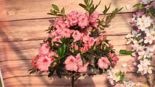 粉色风车茉莉开花漂亮香味足关键是好养不需要太多技巧