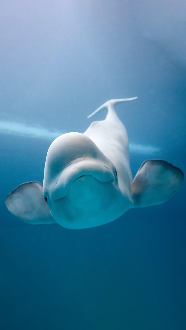 手机图片壁纸 第126期 腾讯新闻