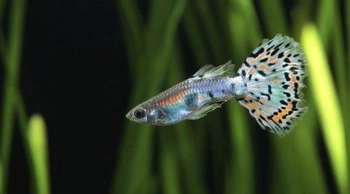 一分钟带你认识动物 孔雀鱼 腾讯新闻