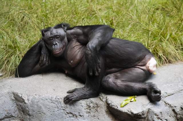 海豚很变态,交配很暴力,科学家:智商高,部分特征和人类相似!