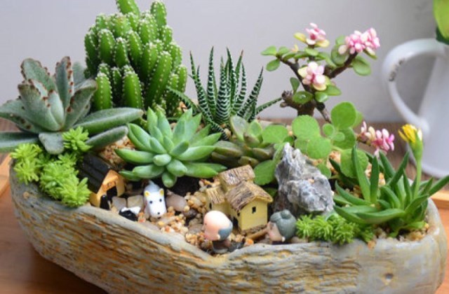 家里怎么养多肉植物 腾讯新闻