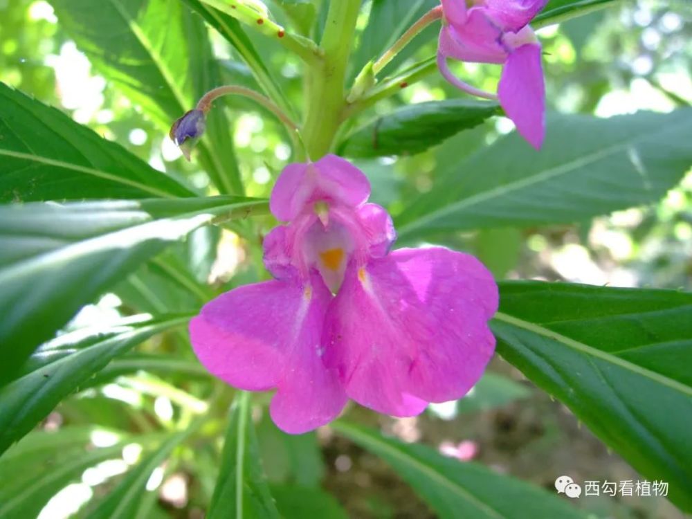 凤仙花impatiensbalsamina