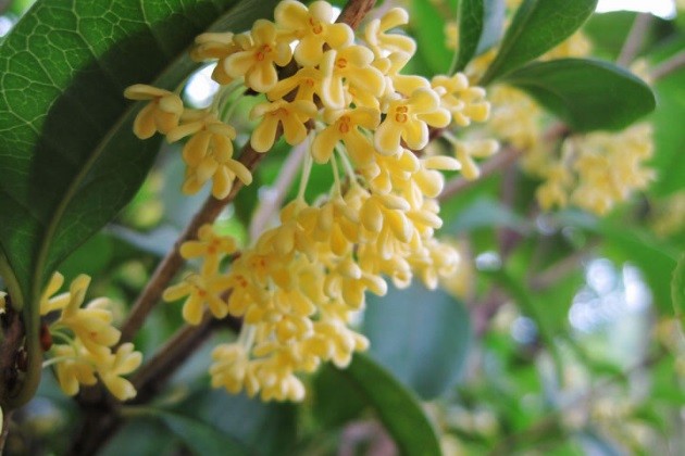 桂花怎麼養