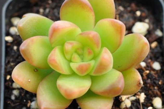 多肉黄丽怎么养爆盆?_腾讯新闻