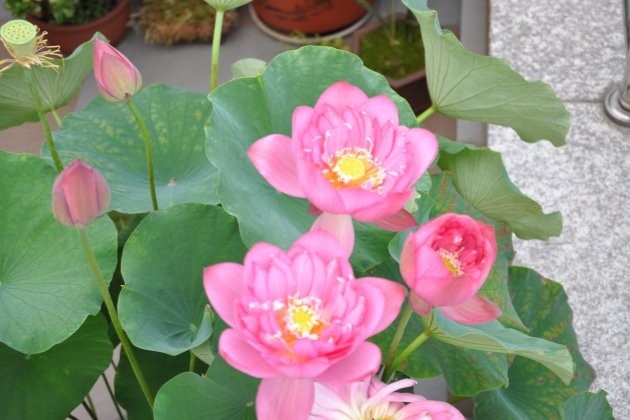 重庆水生植物
