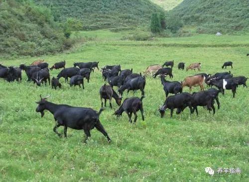 公羊|羊放养的几点要求一定要做到！