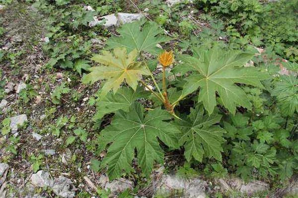 通草的功效与作用,通草的食用方法有哪些_腾讯新闻