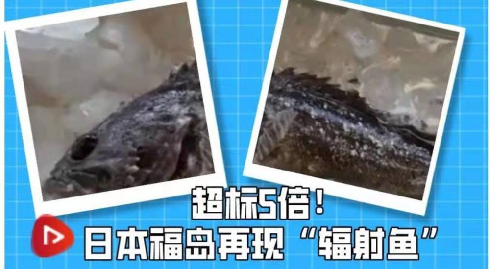 超标5倍时隔两年日本福岛再次捕获辐射鱼近海海域石斑鱼去年产量仅3吨