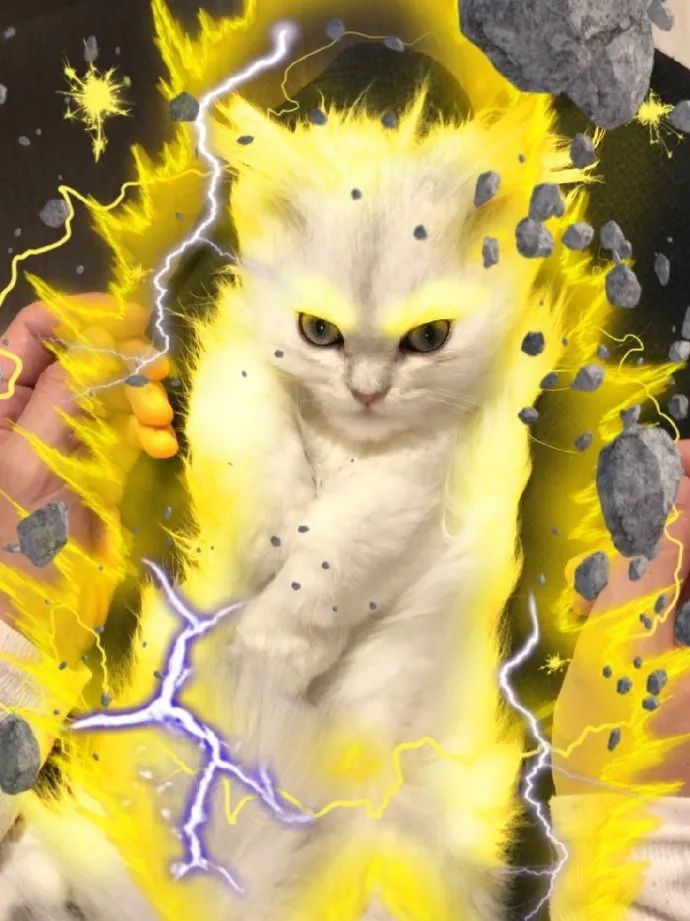 超级赛亚猫感受一下猫咪的力量吧