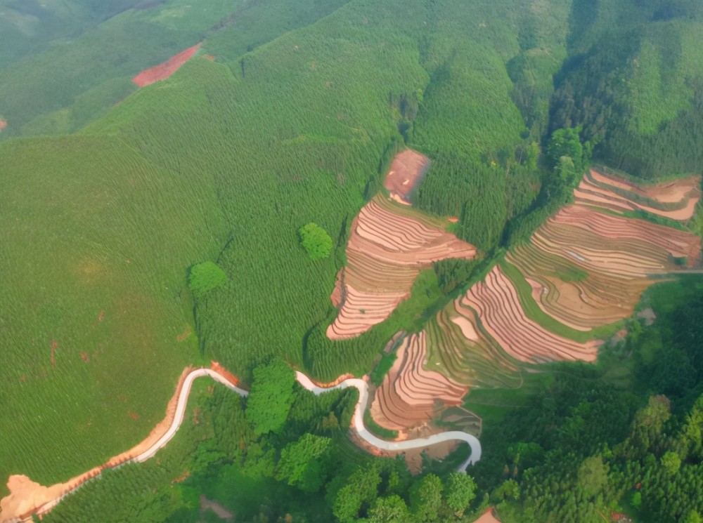 高峰村内农户普遍种植杉树,广阔成林,是册亨县杉树种植的大村,耕地