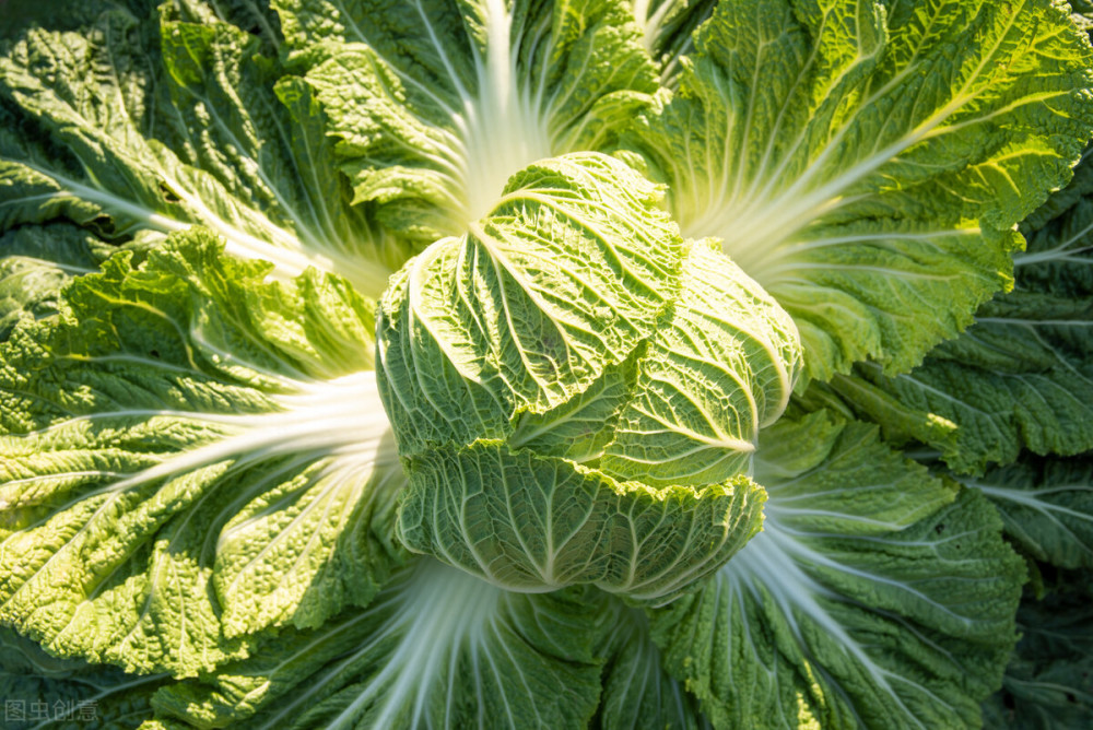 白菜|糖尿病人大可放心吃的3种食物，建议您常吃