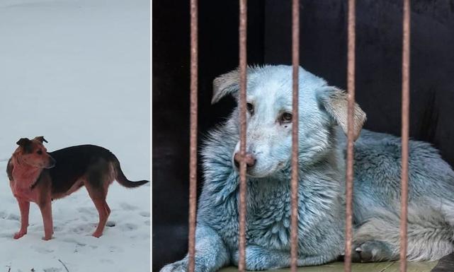 废弃工厂发现变色狗,长出蓝色和粉色皮毛,疑似受到化学污染|流浪狗