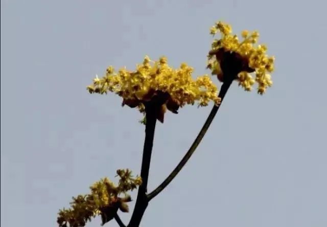 18种常见先开花后长叶植物你都见过吗