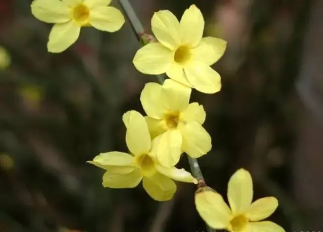 18种常见先开花后长叶植物你都见过吗