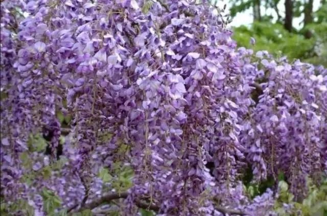 18种常见先开花后长叶植物你都见过吗