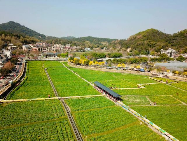 花都狮岭的叶海生态园,千亩桃园内许多桃花已冒出绿芽2021年2月19日