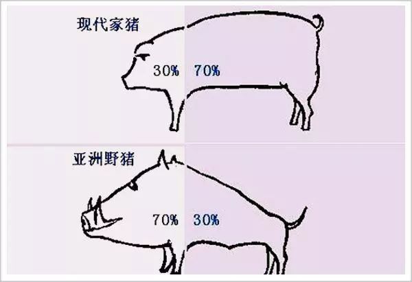 人类根本不懂猪!