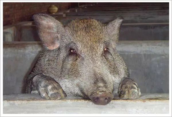 对方的情感,陪伴或安慰,嬉戏或表演,摇尾巴或摆耳朵,野外搜捕甚至缉毒