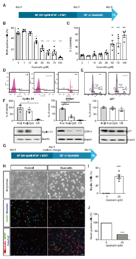 神经元|一天一苹果，最强大脑靠近我！新研究发现，苹果能促进神经元分化