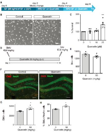 神经元|一天一苹果，最强大脑靠近我！新研究发现，苹果能促进神经元分化
