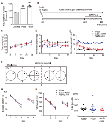 神经元|一天一苹果，最强大脑靠近我！新研究发现，苹果能促进神经元分化