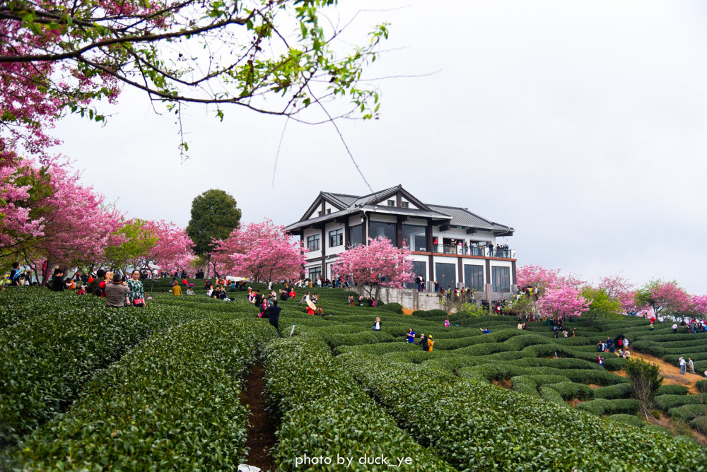 福建漳平藏着全国规模最大的樱花茶园——台品樱花园