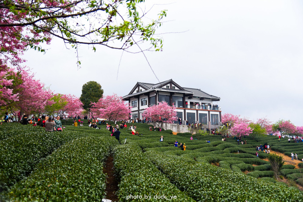 福建漳平藏着全国规