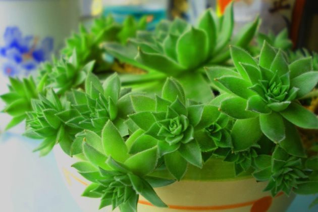 多肉植物观音莲怎么养爆盆?