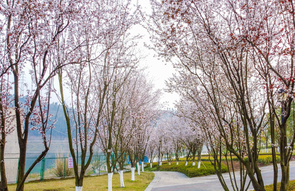 重庆赏花好去处,美不胜收的鲜花大道,免票却鲜为人知,快来打卡