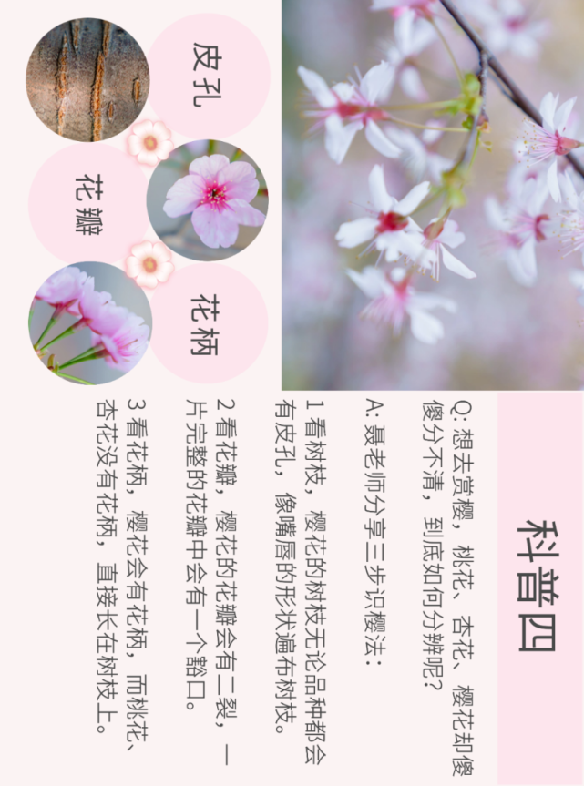 送你樱花学霸速成课,赏樱必看!