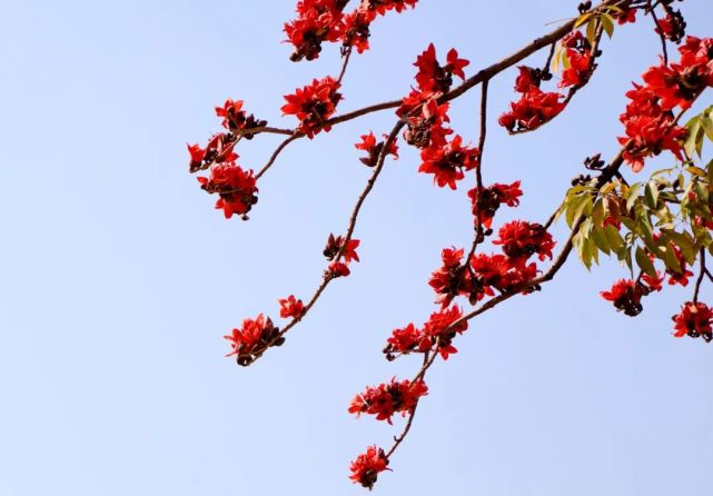 却不曾能与绿叶,果实相伴,花期一过绝然落土,这也是木棉花留给世间的
