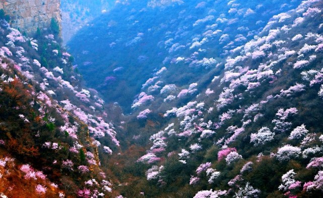河南陕州山桃花盛开烂漫十里山谷