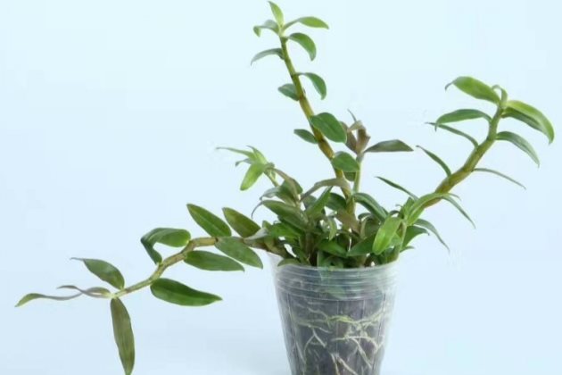 石斛可以水培吗水培石斛怎么养