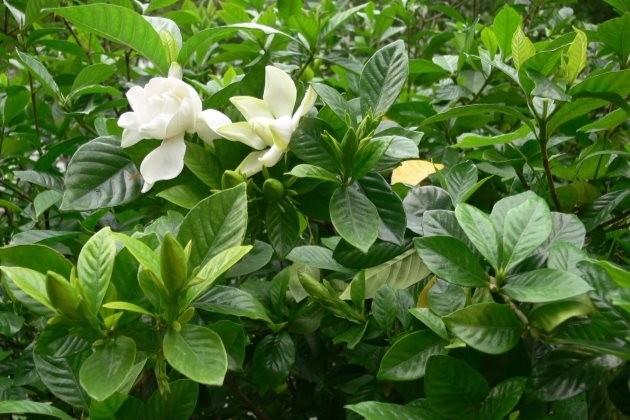 北方梔子花怎麼養