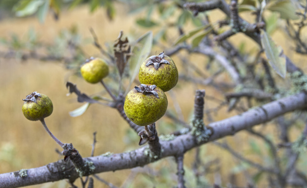 水果|世卫组织：这4种水果已被拉入“黑名单”，为了健康，尽量管住嘴