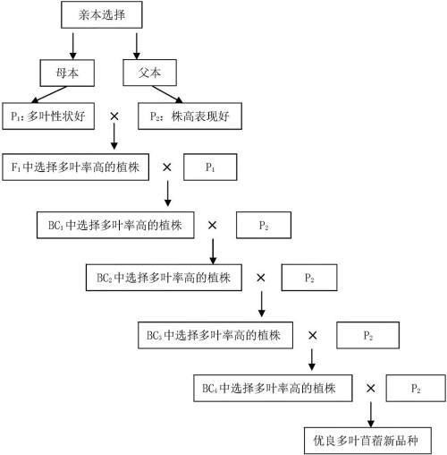 回交|回交有什么好处吗？为什么要使用回交育种？