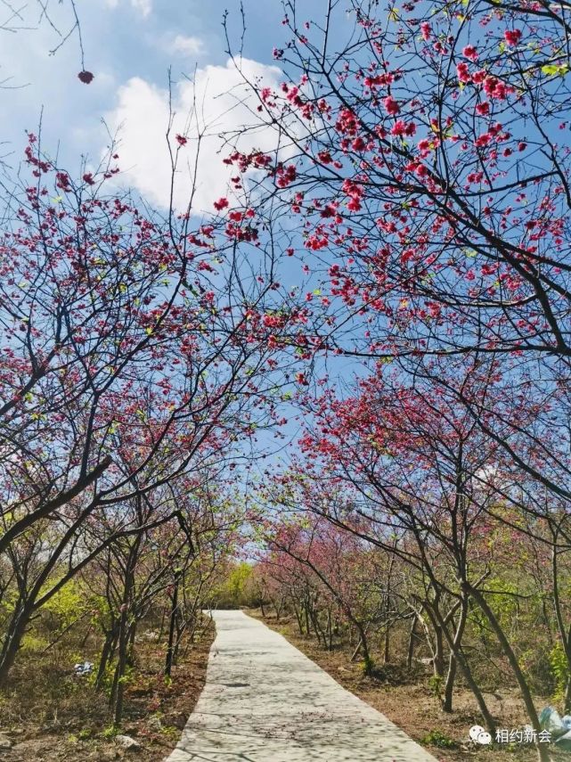 羅坑鎮|新會區|櫻花