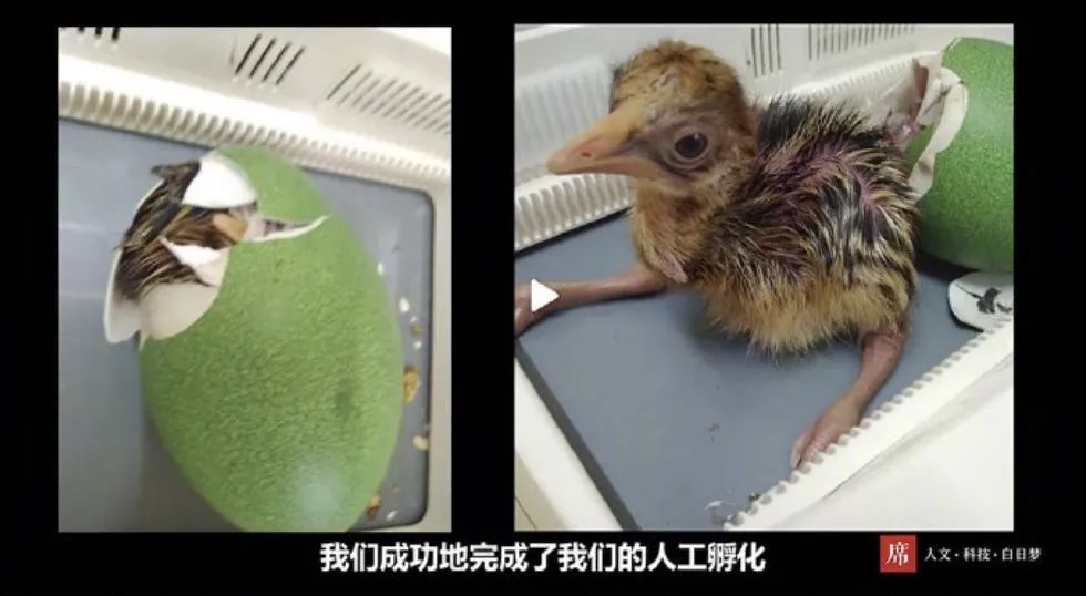 制作假蛋,吸引濒危物种鹤鸵开始繁育,成功延续了物种,并已繁殖了32只.