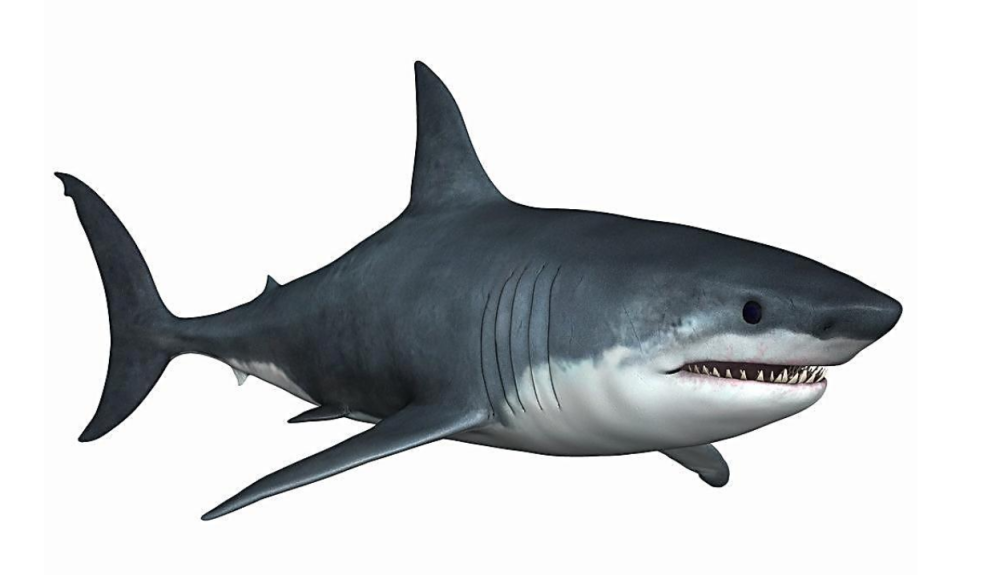 印尼渔民在鱼腹中剖出"人脸鲨鱼" 科学报告称其是变异物种