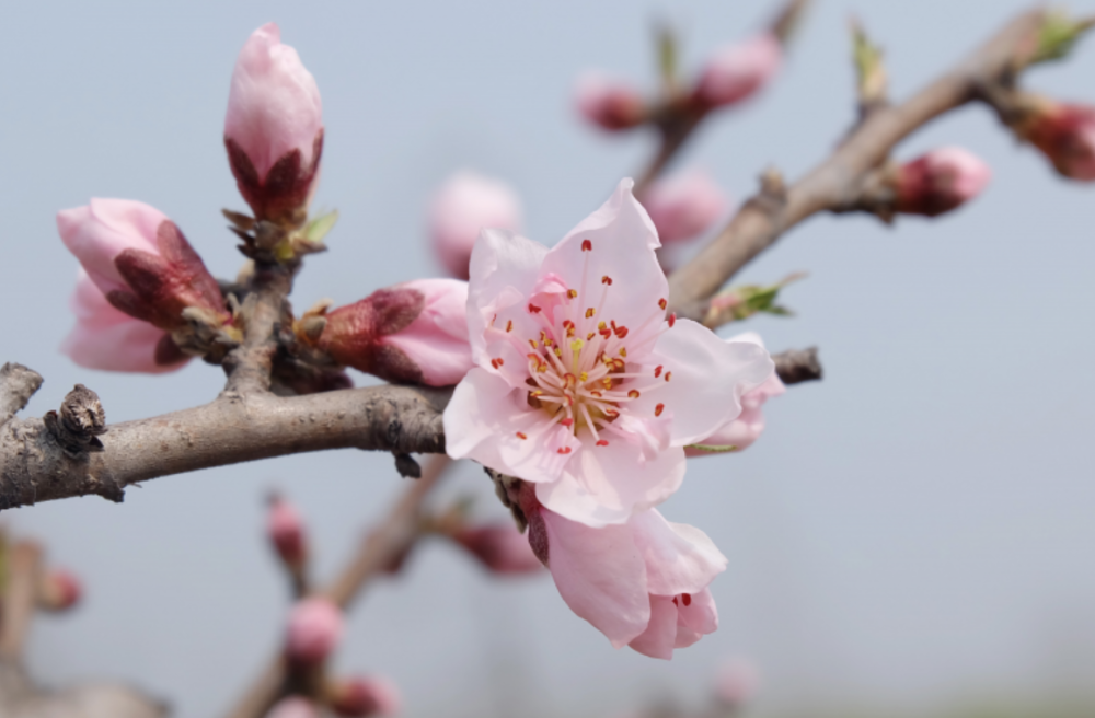 2月底風雨不改痴心不倦桃花運天降3大生肖不缺寵愛深情難改