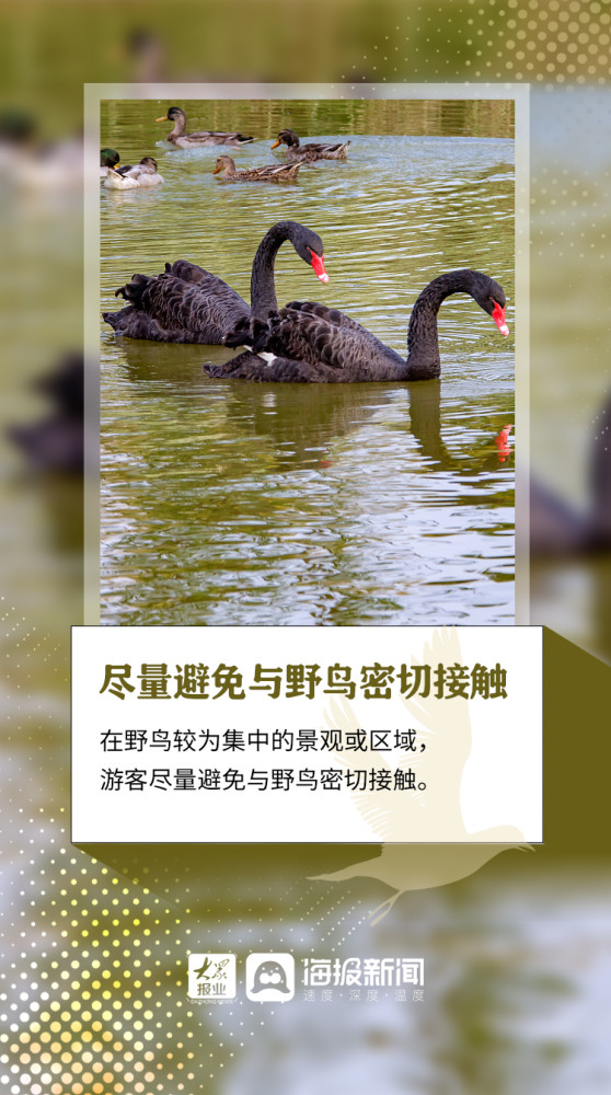 禽流感|微海报丨全球首次发现人感染H5N8型禽流感 做好预防要注意这些