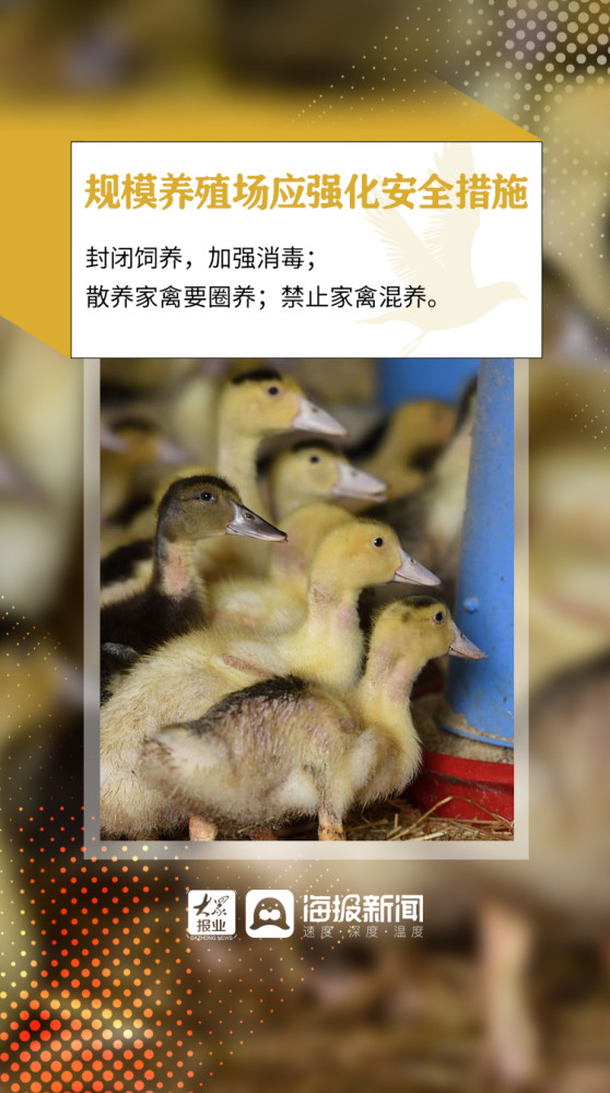 禽流感|微海报丨全球首次发现人感染H5N8型禽流感 做好预防要注意这些