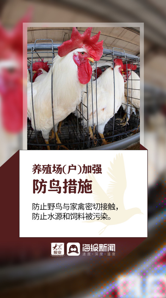 禽流感|微海报丨全球首次发现人感染H5N8型禽流感 做好预防要注意这些