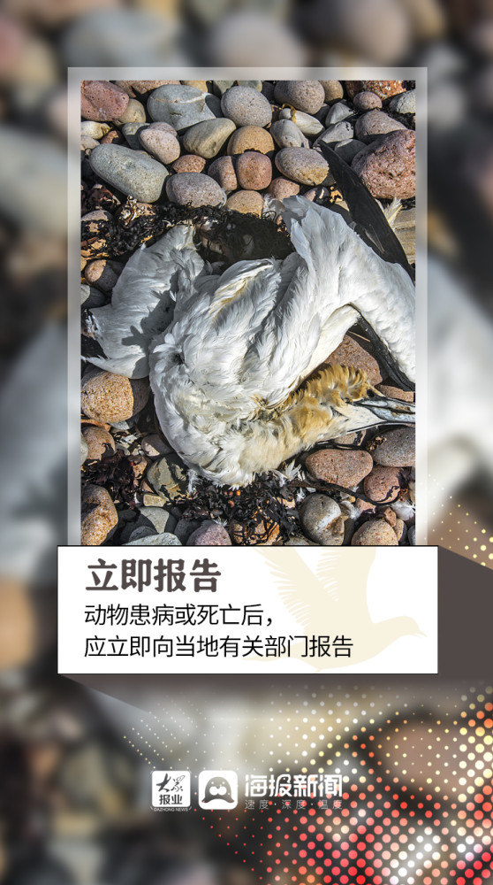 禽流感|微海报丨全球首次发现人感染H5N8型禽流感 做好预防要注意这些