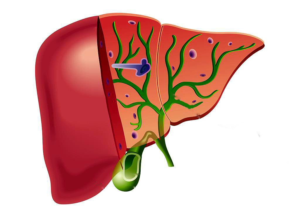 在不吃东西的时候,肝脏分泌的胆汁主要储存在胆囊内;在此期内,胆囊能