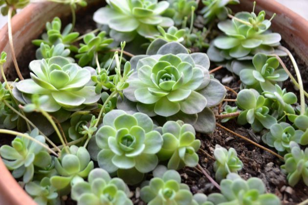 九种非常容易养的多肉植物,一不小心就爆盆!