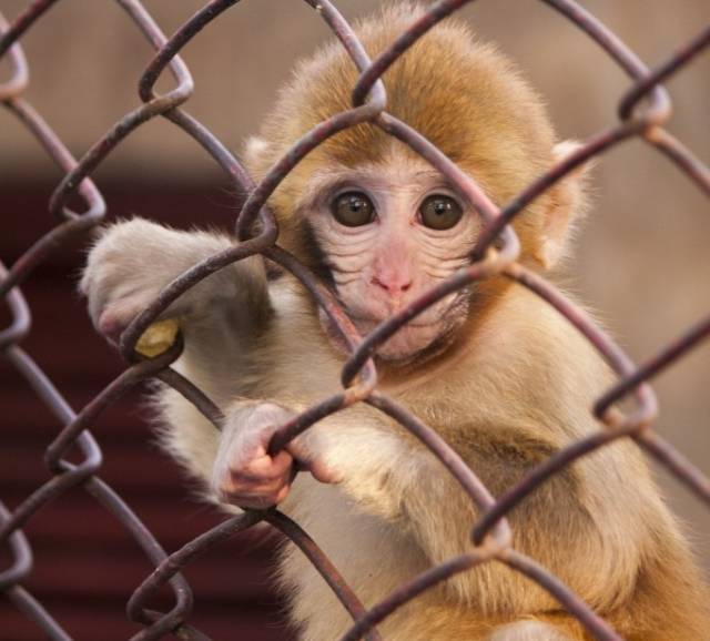 你眼中的"可爱"猴,是"懒"得说的生死愁