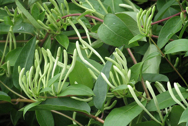 金银花用什么肥料长根金银花打什么叶面肥金银花追肥用什么肥料